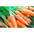 fresh carrot vietnam new harvest